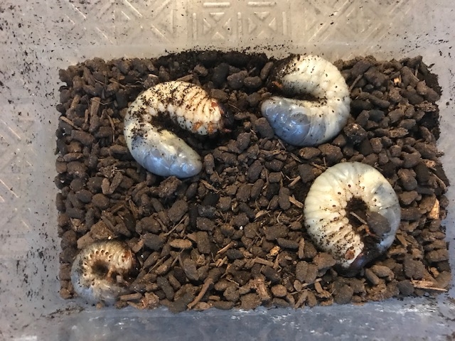 カブトムシがさなぎになる時期
