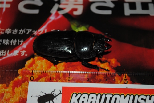 uOvol.281`290