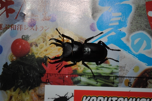 uOvol.281`290