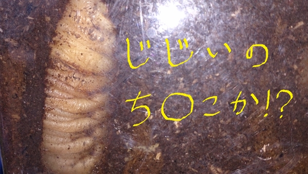 uOvol.31`40
