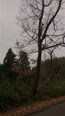 uOvol.81`90