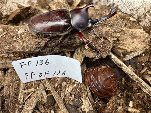 HirokAのヘラクレス血統は最高