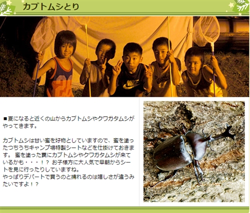 ミヤマクワガタ・カブトムシ採集 埼玉