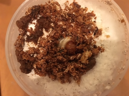 ガトーフェスタハラダ本店のラスクプレゼントしてます。