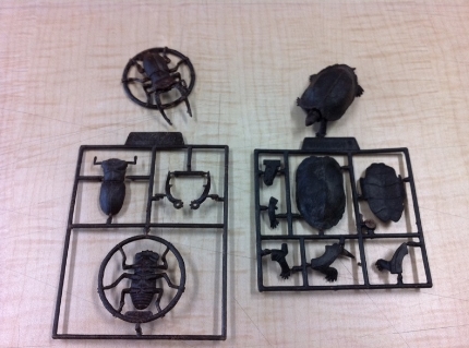 和歌山のカブトムシ、クワガタ採集ポイント