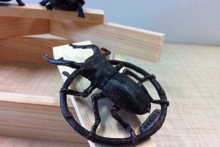 和歌山のカブトムシ、クワガタ採集ポイント