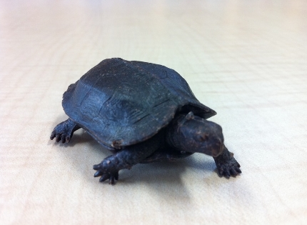 和歌山のカブトムシ、クワガタ採集ポイント