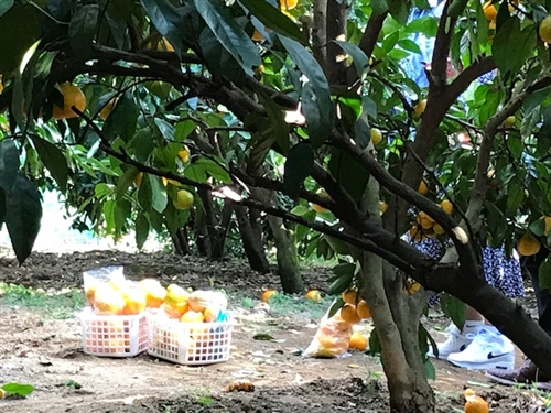 群馬県藤岡市でみかん狩りと冬桜