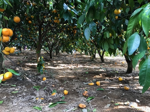 群馬県藤岡市でみかん狩りと冬桜