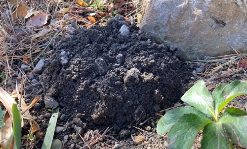 もぐらの駆除・退治方法