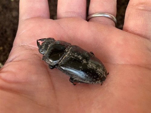 オオクワガタとしいたけ屋の記憶