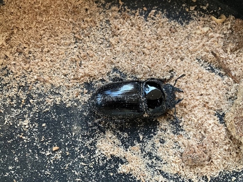 オオクワガタとしいたけ屋の記憶