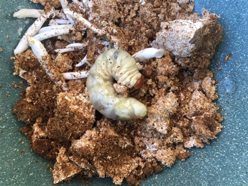 オオクワガタと竜田揚げとから揚げの違い