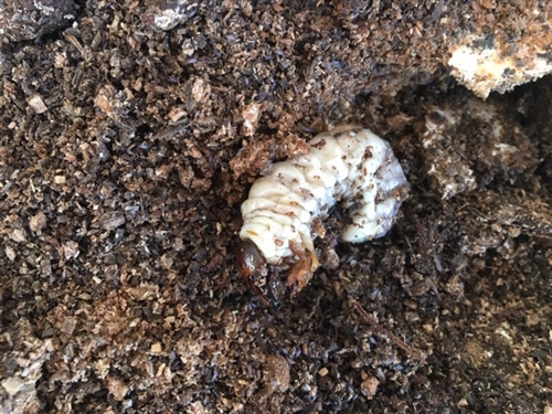 オオクワガタと竜田揚げとから揚げの違い