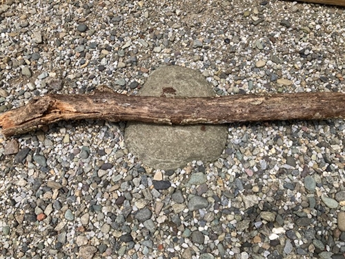 オオクワガタ 採集場所 朽木トラップ採取