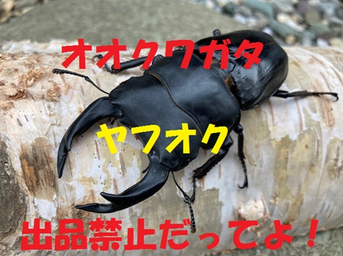 オオクワガタはヤフオク出品禁止