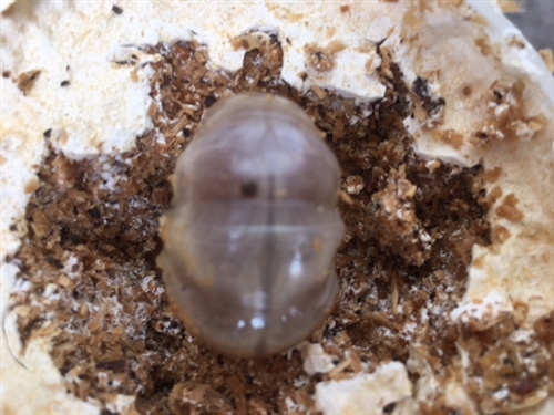 新潟でオオクワガタ採集