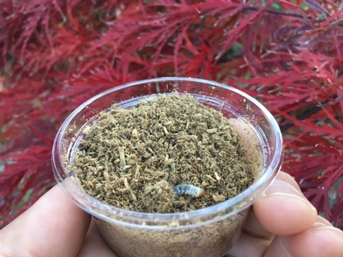 秋のオオクワガタ採集