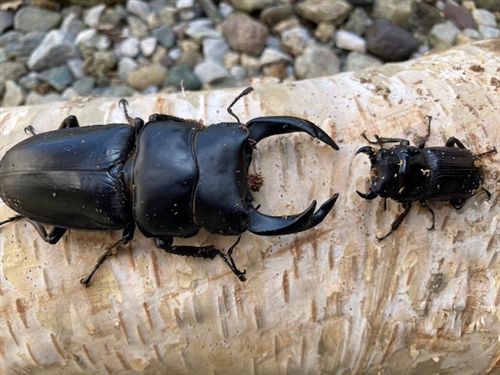オオクワガタの放虫問題