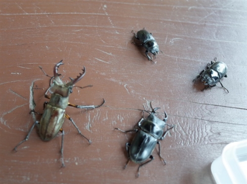 寺門ジモンとオオクワガタ