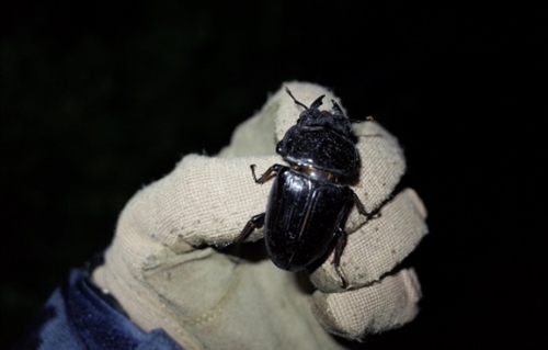 寺門ジモンとオオクワガタ