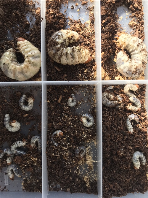 群馬県でオオクワガタ採集