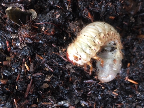 東京生まれのカブトムシとクワガタあげるよ