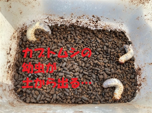 カブトムシの幼虫が土から出てくるのはなぜ?