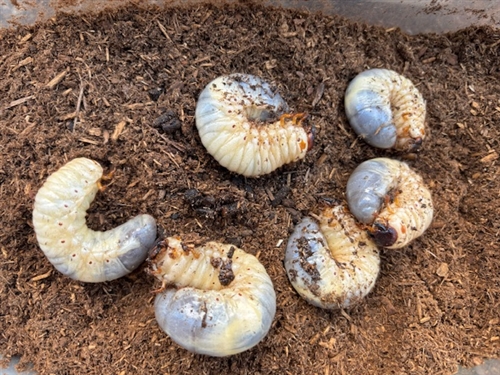 カブトムシの幼虫のマット交換