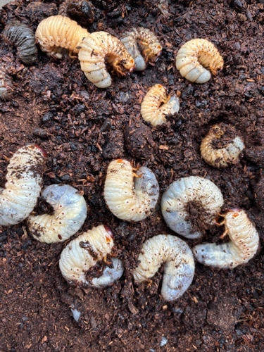 カブトムシの幼虫の病気