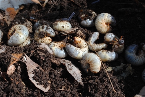カブトムシ 幼虫 捕まえ方