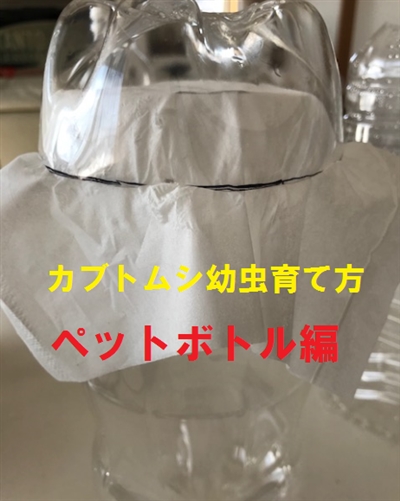 カブトムシ幼虫育て方 ペットボトル編