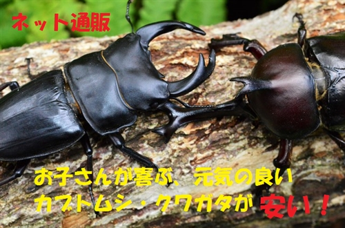 カブトムシ飼育ケースおすすめ人気ランキング