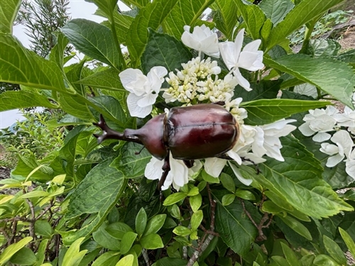 カブトムシをもらってください!