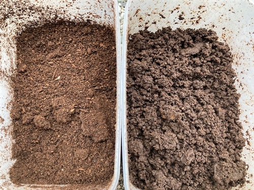 カブトムシの飼い方 幼虫、蛹、成虫