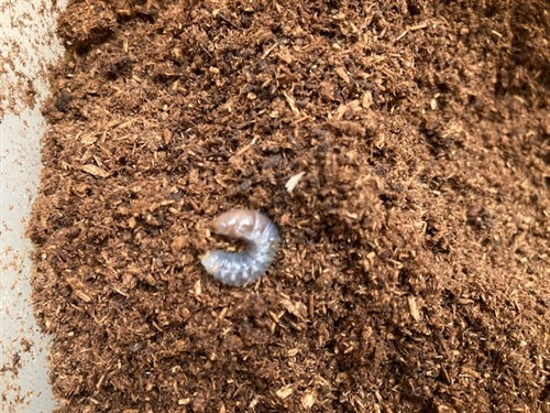 カブトムシ幼虫マットはダイソーがおススメ!?