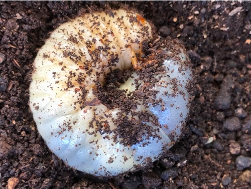 埼玉県のカブトムシ・クワガタ河川敷採集