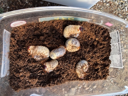 カブトムシの幼虫の糞は肥料