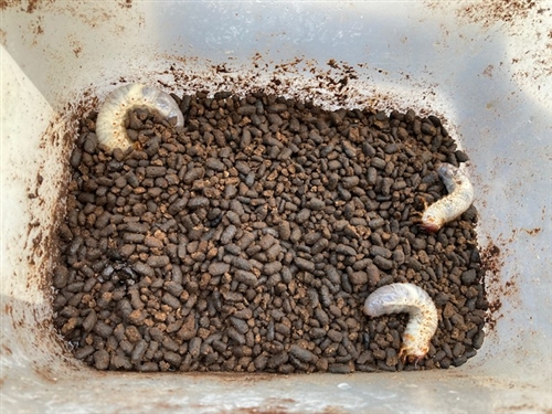 カブトムシの幼虫の育て方