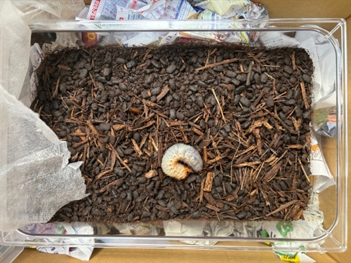 カブトムシReユース里親牧場 2024年9月15日号