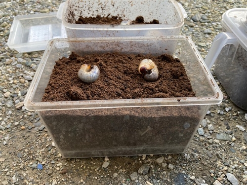 カブトムシの幼虫の育て方
