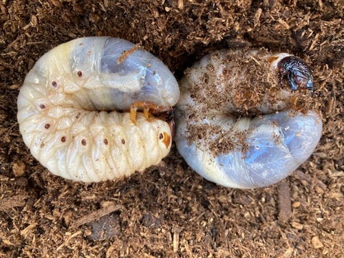 カブトムシ 幼虫 冬