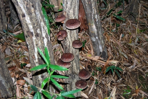 カブトムシの幼虫採集方法