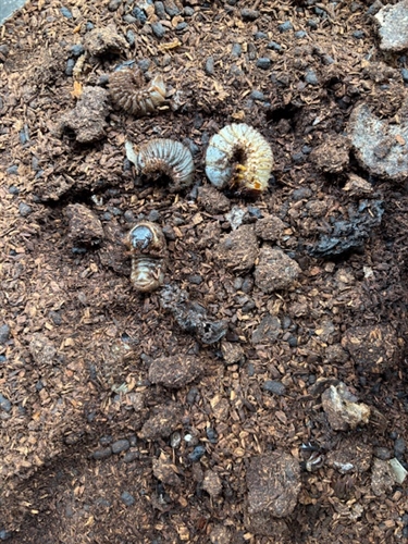 カブトムシの幼虫の病気