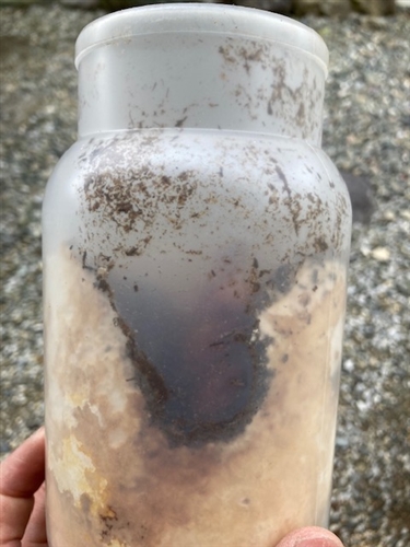 カブトムシ幼虫の菌糸ビン飼育