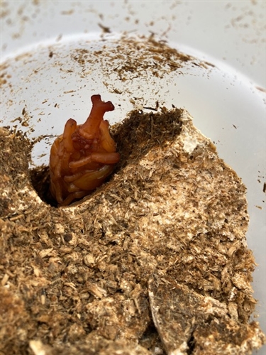 カブトムシ幼虫の菌糸ビン飼育