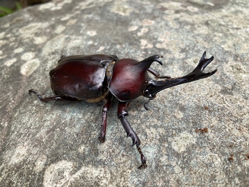 「カブトムシ可愛がるのもお盆まで」親父の小言です