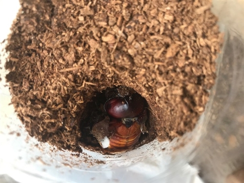 カブトムシの幼虫が土から出てくるのはなぜ?