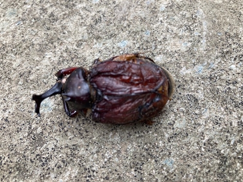 カブトムシ幼虫の菌糸ビン飼育