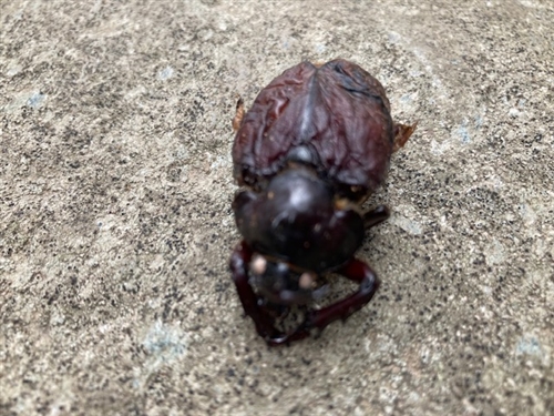 カブトムシ幼虫の菌糸ビン飼育